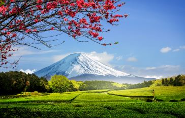 Teas of Japan